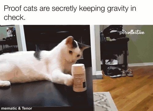 Cat Cat Meme GIF
