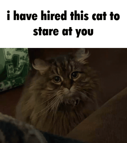 Cat Cat Meme GIF
