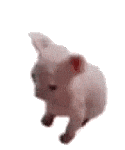 Cat Cat Meme Sticker