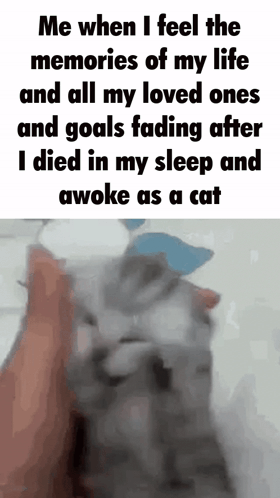 Cat Cat Meme GIF