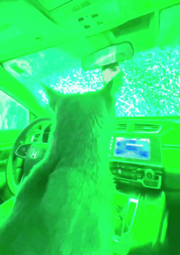 Cat Cat Meme GIF