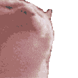 Cat Cat Meme Sticker