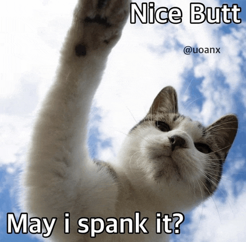 Cat Cat Meme Meme