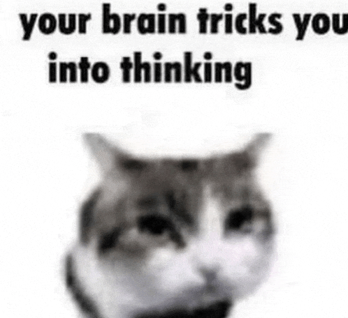 Cat Cat Meme Meme