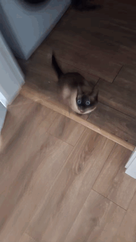Cat Cat Meme GIF. This 280 x 498 animated GIF is part of our lady and the tramp siamese cats collection. Related themes include cat, cat meme. Created by…
