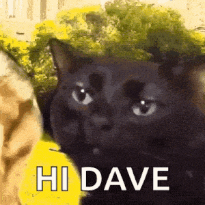Cat Cat Meme GIF