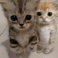 Cat Cat Meme GIF. This 200 x 200 animated GIF is part of our hug meme collection. Related themes include cat, cat meme. Created by auchii. View the original…