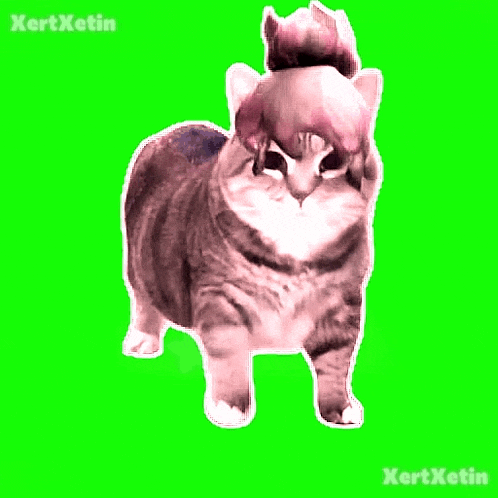 Cat Cat Meme GIF