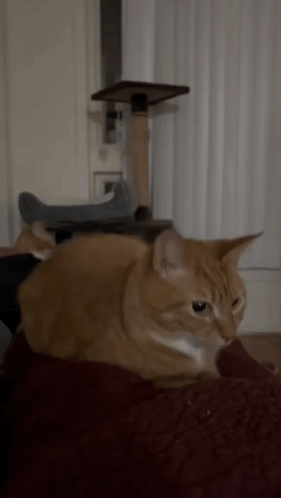 Cat Cat Meme GIF