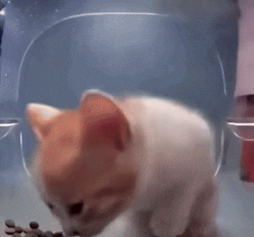 Cat Cat Meme GIF