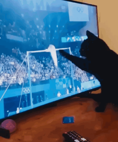 Cat Cat Meme GIF