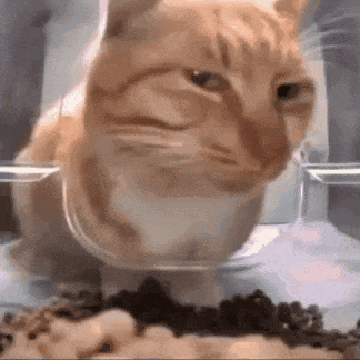 Cat Cat Meme GIF