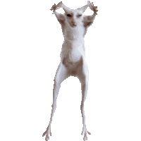 Cat Cat Meme Sticker