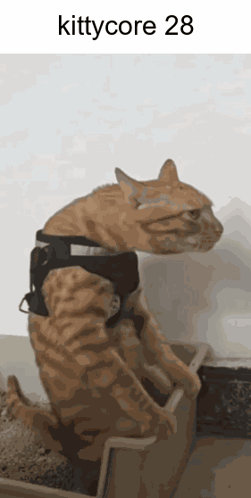 Cat Cat Meme GIF