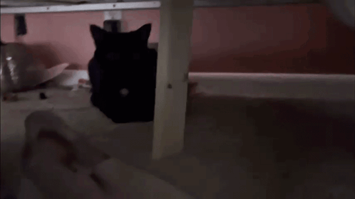 Cat Cat Meme GIF