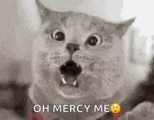 Cat Cat Memes GIF