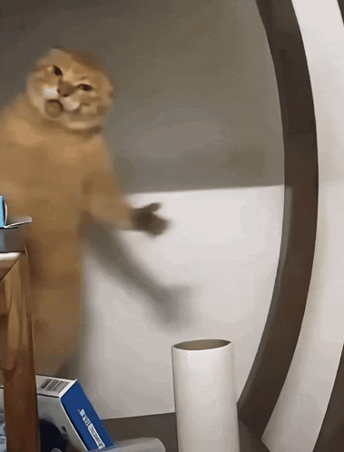 Cat Cat Memes GIF
