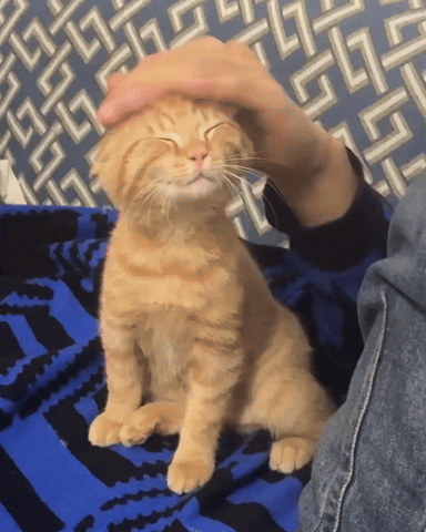 Cat Cat Pet GIF