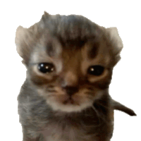 Cat Cat Sad Sticker