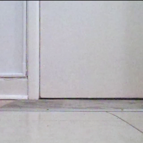 Cat Cat Scared GIF