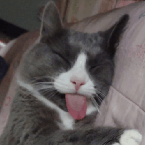 Cat Cat Silly GIF