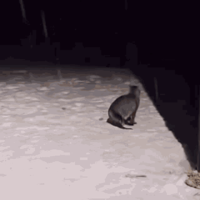 Cat Cat Snow GIF