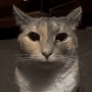Cat Cat Staring GIF