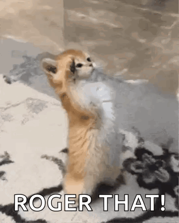 Cat Cat With Wiered And Cute Reactions GIF