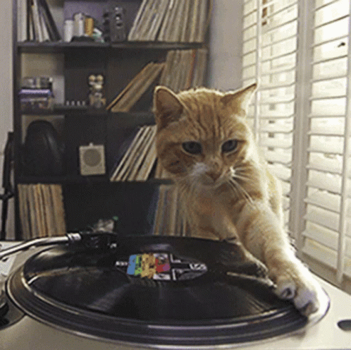 Cat Catjam GIF