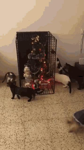 Cat Cats GIF