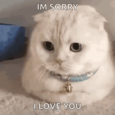 Cat Cats GIF. This 404 x 404 animated GIF is part of our sorry collection. Related themes include cat, what. Created by djchivo. View the original…