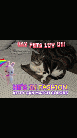 Cat Cats GIF