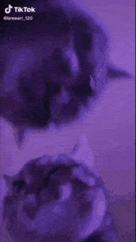 Cat Cats GIF