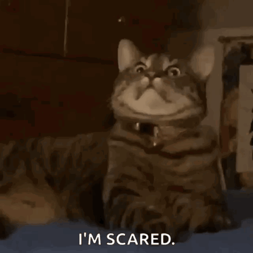 Cat Cats GIF
