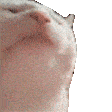 Cat Cats Sticker