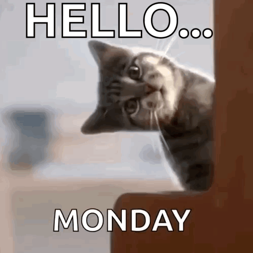 Cat Cats GIF