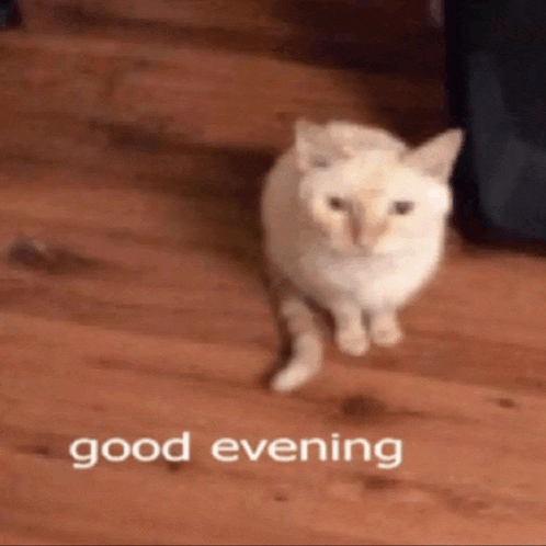 Cat Cats Meme