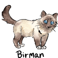 Cat Cats Sticker