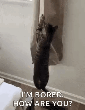 Cat Cats GIF