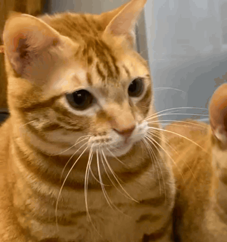 Cat Cats GIF