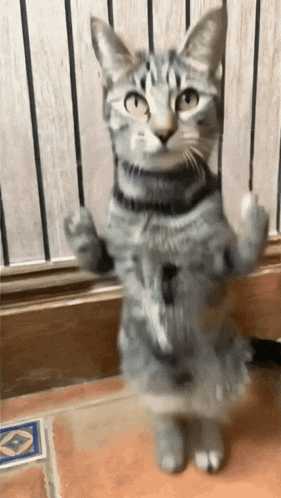 Cat Cats GIF