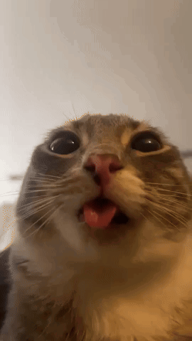 Cat Cats GIF