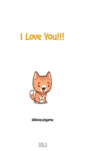 Cat Cats GIF