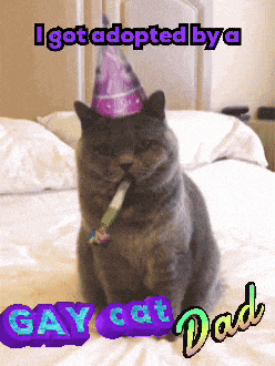 Cat Cats GIF