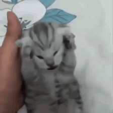 Cat Cats GIF