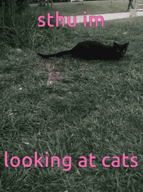 Cat Cats GIF