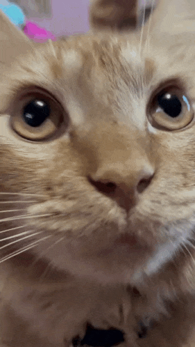 Cat Cats GIF