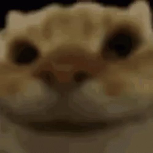 Cat Catyep GIF