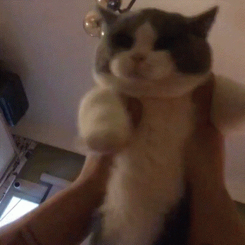 Cat GIF