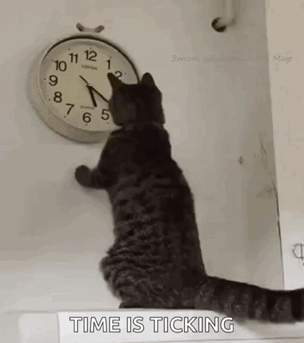 Cat Changing The Clock Changing The Time GIF